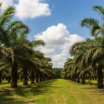 oil palm cultivation in SriLanka
